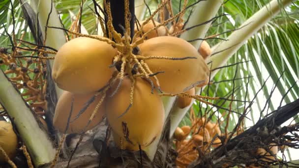 Árbol de coco con coco. — Vídeo de stock