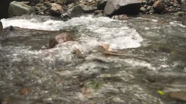 Rio de fluxo de montanha . — Vídeo de Stock