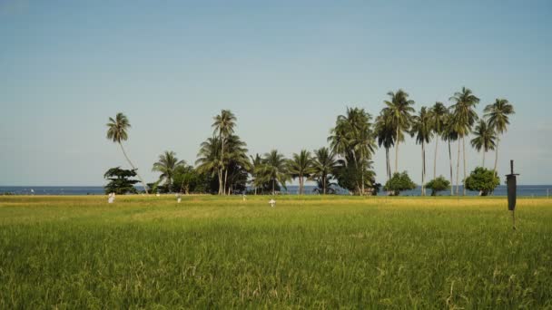 Grüne Reisfelder.. Philippinen — Stockvideo