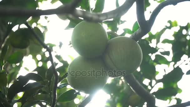 Pomelo gyümölcs fa a kertben. — Stock videók