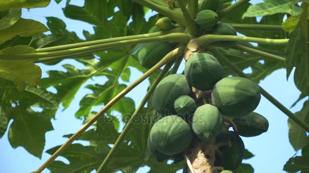 Árbol de papaya con frutas. — Vídeos de Stock