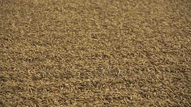 Rice is dried on the road in outdoors. — Stock Video