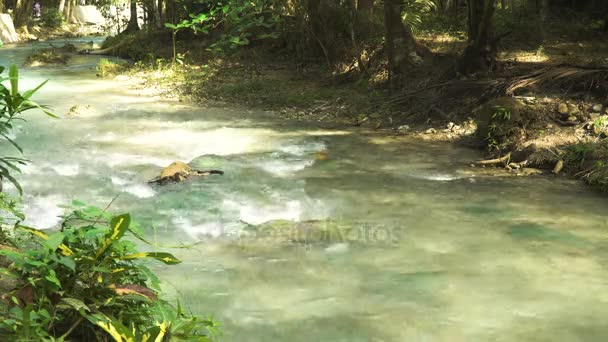 Rivière dans la forêt tropicale — Video