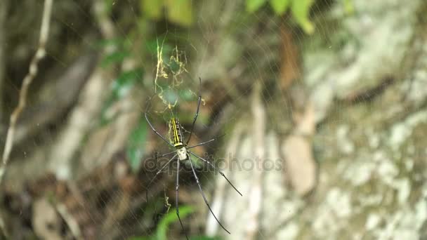 Araña en la web . — Vídeo de stock