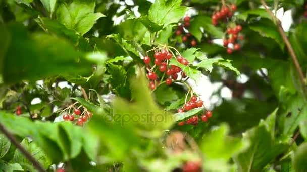 Ветвь ягод вибурнума. — стоковое видео
