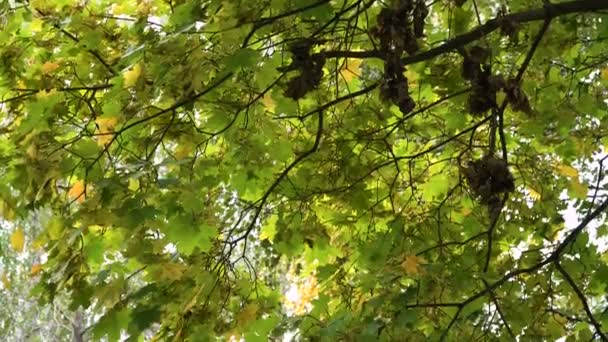 Outono paisagem com árvores e folhas. — Vídeo de Stock