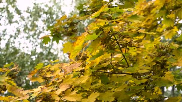 Φθινοπωρινό τοπίο με δέντρα και φύλλα. — Αρχείο Βίντεο