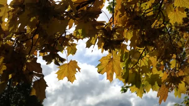 Paisaje otoñal con árboles y hojas. — Vídeos de Stock