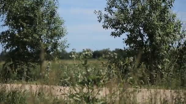 Chica corre en la carretera en un campo . — Vídeo de stock