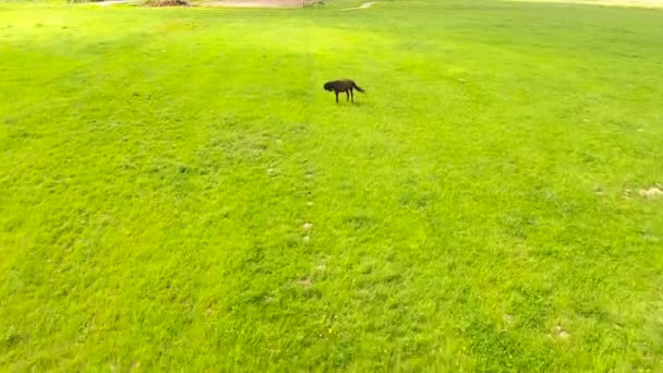 Vista aérea: Caballo pastando en el campo — Vídeos de Stock