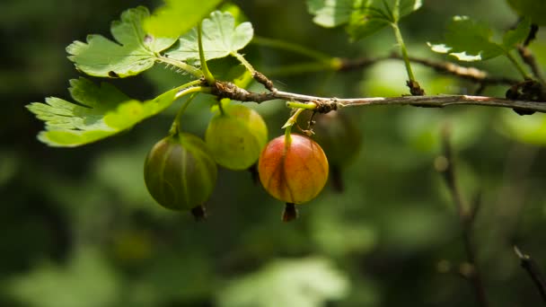 Gooseberry fruit on the branch in the garden. — Stock Video