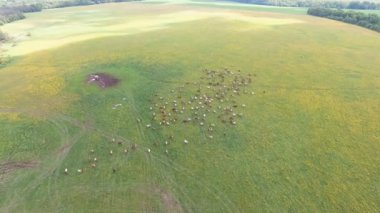 Uçan inekler otlatma ile yeşil alanın üzerinde.
