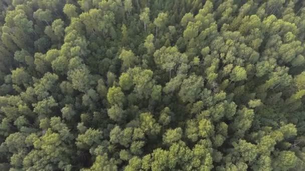 Vue aérienne. Survoler la forêt . — Video