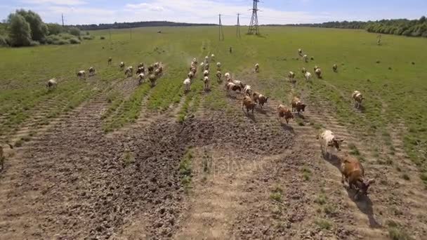 Lotu ptaka widok: krowy spaceru wzdłuż drogi — Wideo stockowe