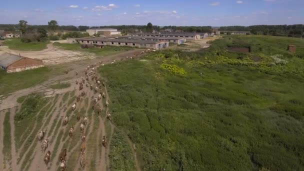 Luchtfoto uitzicht: koeien wandelen langs de weg — Stockvideo