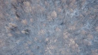 Ormanlı kış manzarası.