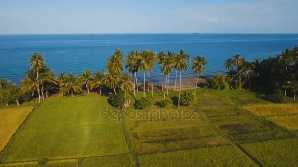 Vue aérienne d'une rizière. Philippines — Video