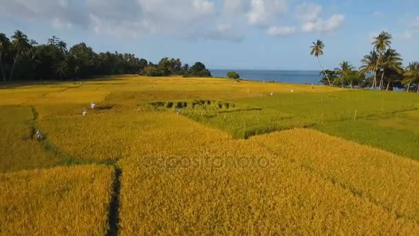 Aerial view of a rice field. Philippines — Stock Video