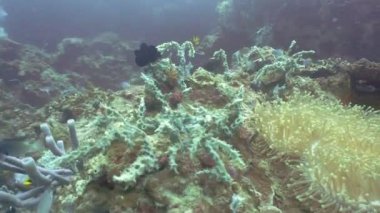 Mercan ve tropikal balık. Filipinler