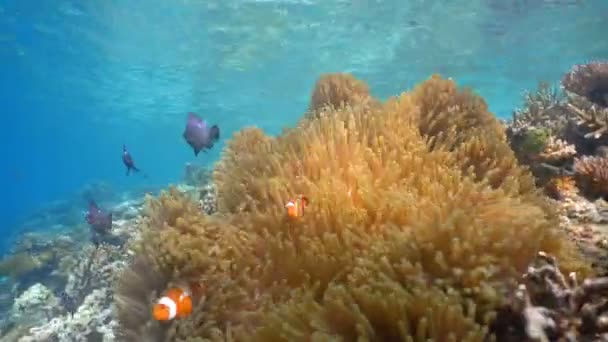 Clownfish Anemonefish v sasanky. — Stock video