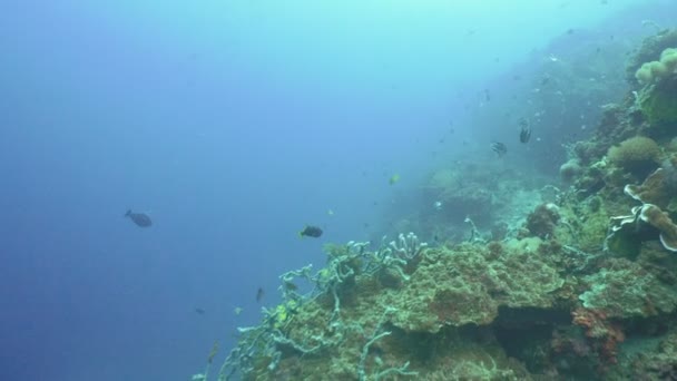 Recifes de corais e peixes tropicais Filipinas — Vídeo de Stock