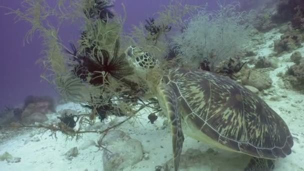 Tortue de mer sous l'eau . — Video