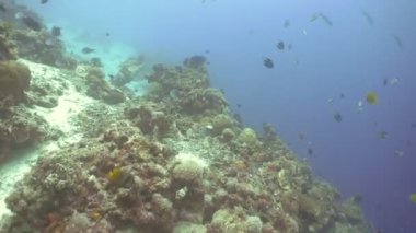 Mercan ve tropikal balık. Filipinler