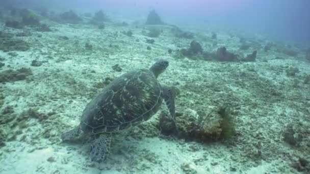 Tortuga marina bajo el agua . — Vídeos de Stock