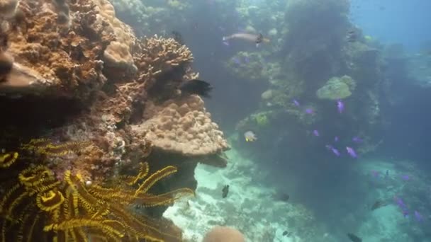 Arrecife de coral y peces tropicales. Filipinas — Vídeo de stock