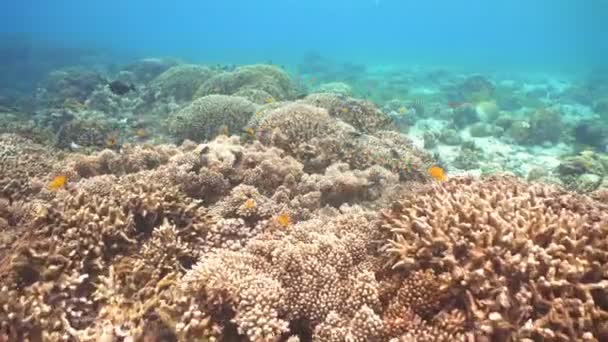 Arrecife de coral y peces tropicales. Filipinas — Vídeo de stock