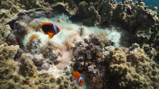 Clownfish διάφορες στη θαλάσσια Ανεμώνη. — Αρχείο Βίντεο