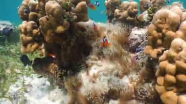 Anemon palyaço balığı tehlikede.