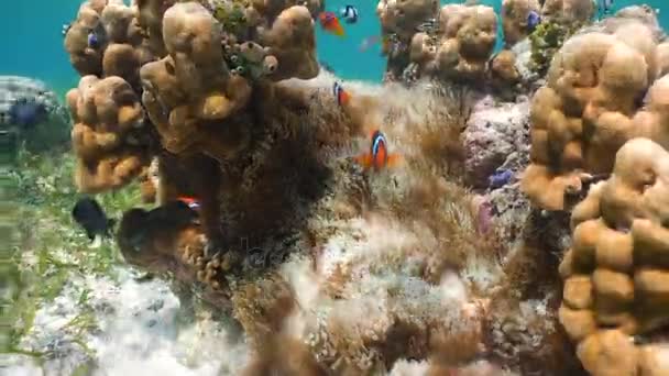 Bohóchal Anemonefish, anemone. — Stock videók