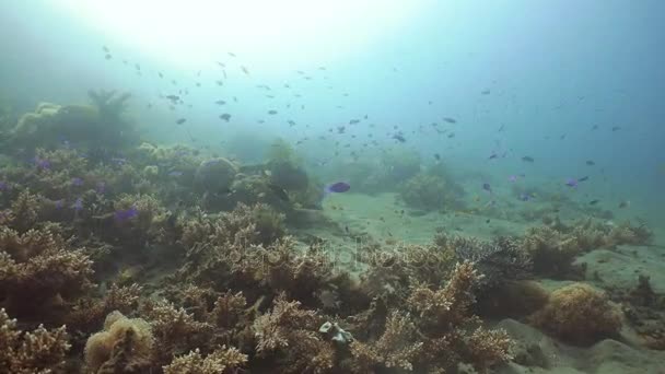 Arrecife de coral y peces tropicales. Filipinas — Vídeo de stock