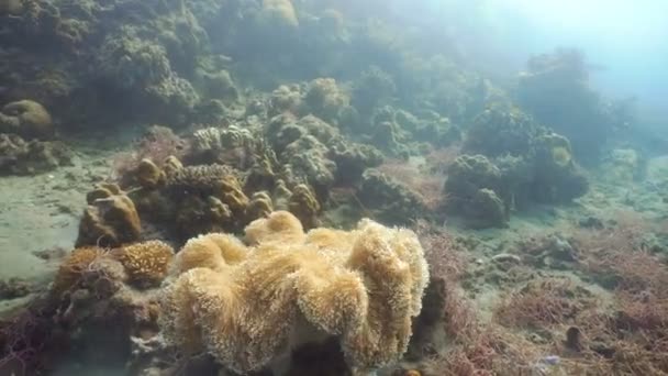 Sea anemone in the ocean. — Stock Video