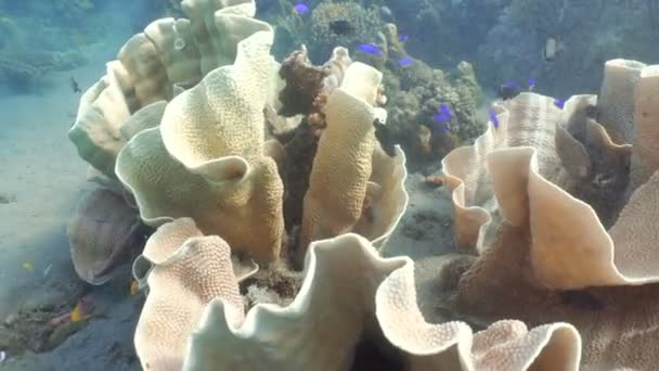 Coral reef and tropical fish.Philippines — Stock Video