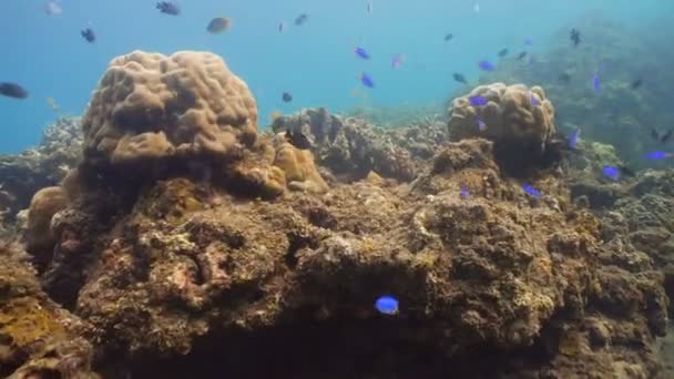 Κοραλλιογενείς υφάλους και τα τροπικά ψάρια. Φιλιππίνες — Αρχείο Βίντεο