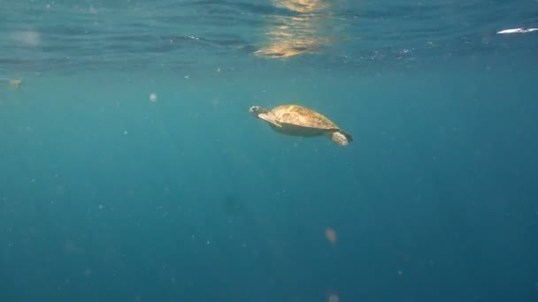 Deniz kaplumbağası su altında. — Stok video