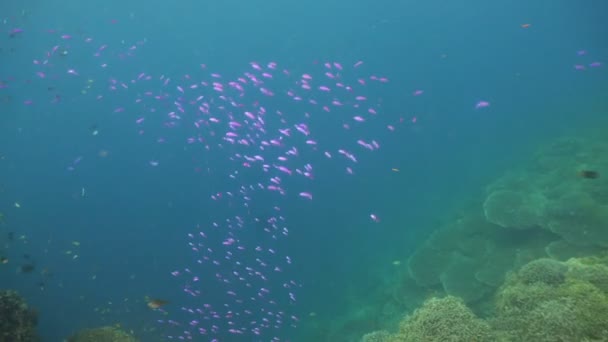 Arrecife de coral y peces tropicales. Filipinas — Vídeo de stock