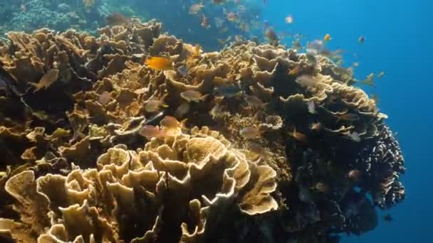 Arrecife de coral y peces tropicales. Filipinas — Vídeo de stock