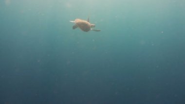 Deniz kaplumbağası su altında.