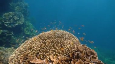 Mercan ve tropikal balık. Filipinler