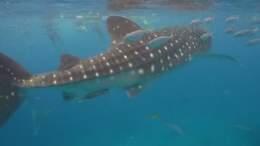 Balina köpekbalığı okyanus içinde.