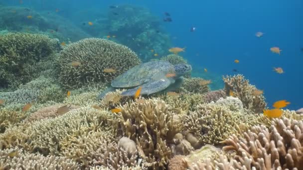 Mořská želva pod vodou. — Stock video