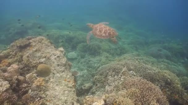 Морская черепаха под водой . — стоковое видео