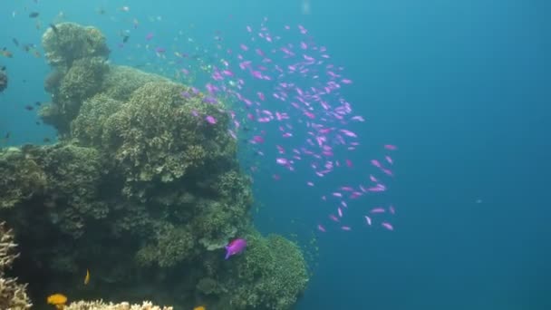 Arrecife de coral y peces tropicales. Filipinas — Vídeos de Stock