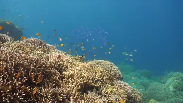 Coral reef and tropical fish.Philippines — Stock Video