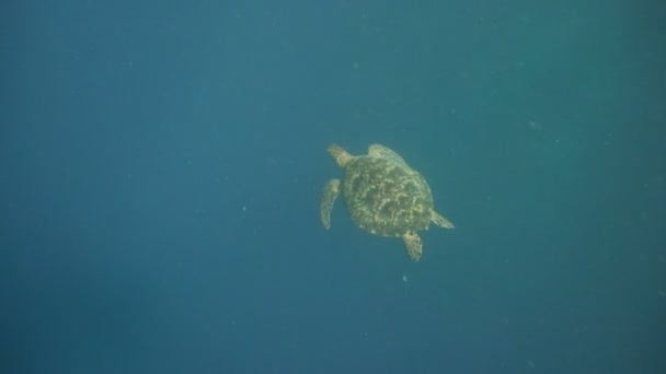 Tortuga marina bajo el agua . — Vídeos de Stock