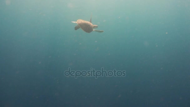 Zeeschildpad onder Water. — Stockvideo