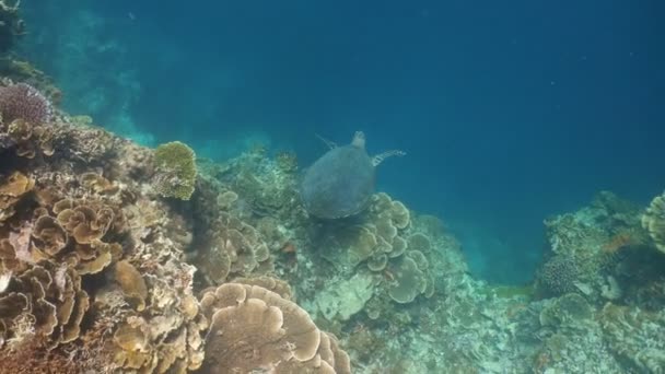 Tortuga marina bajo el agua . — Vídeos de Stock